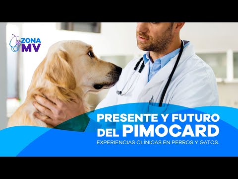 #ZonaMV: Presente y Futuro del Pimocard ðķððą Experiencias clinicas en perros y gatos