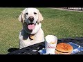 SPOILING MY LABRADOR WITH A HAMBURGER! (CHIEF REVIEWS!!)