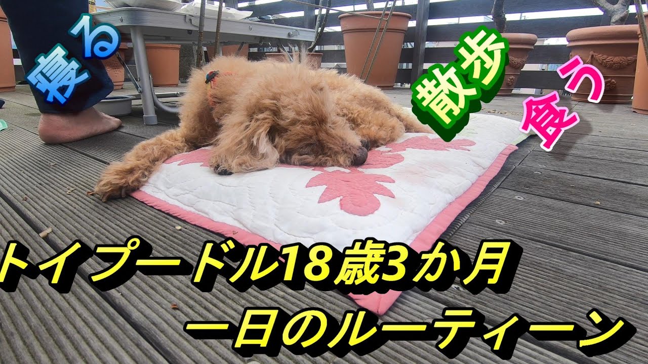 トイプードル18歳