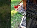 Cardinal bird #birds #wildlife