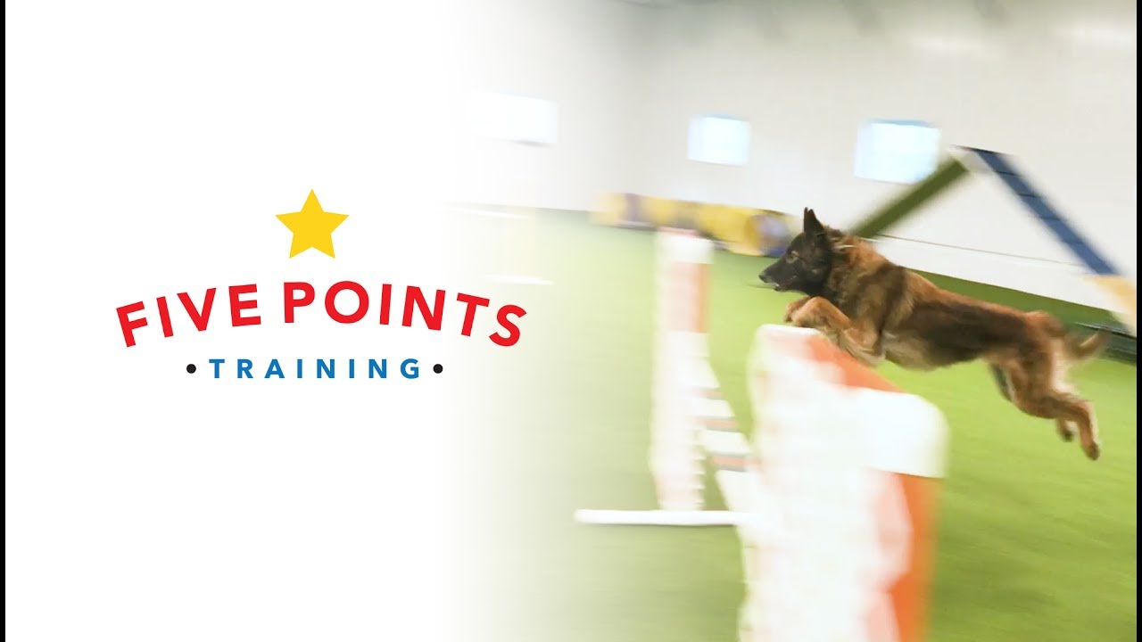 to Five Points Training Dog Agility Training in Rochester, NY