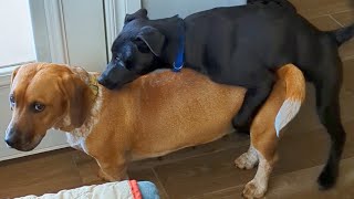 Two Dogs Caught In The Act  rescuedogs funnydog alpha aggressive humps