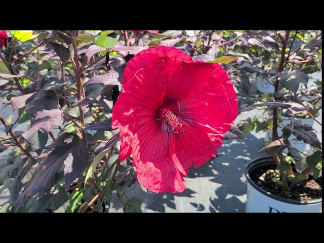Hibiscus Holy Grail (Rose Mallow) // Dazzling Native Variety from Proven Winners® Summerific® Series