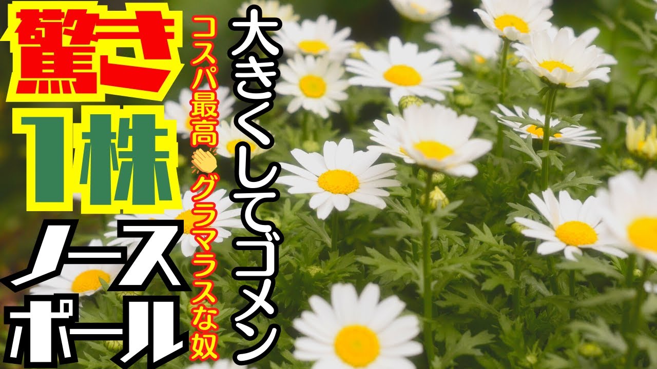 コスパ・初心者の方に最適な花!!【秋植えの花】大きくしてゴメン　コスパ最高グラマラスな奴驚き!一株!!【ノースポール】【ガーデニング】園芸・花の苗秋植え・植え方・育て方