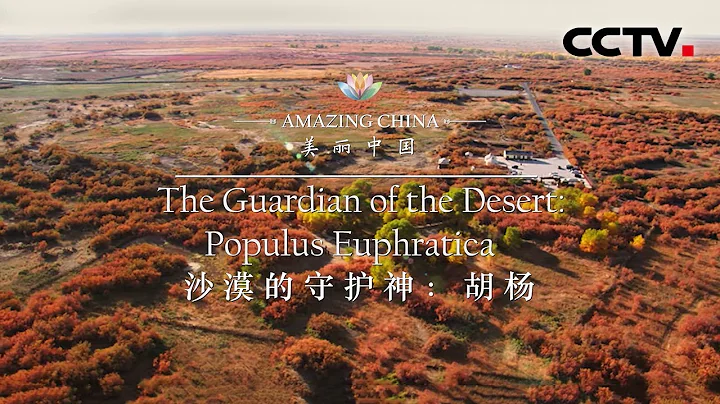《美丽中国》沙漠的守护神：胡杨 Amazing China-The Guardian of the Desert：Populus Euphratica | CCTV纪录 - 天天要闻