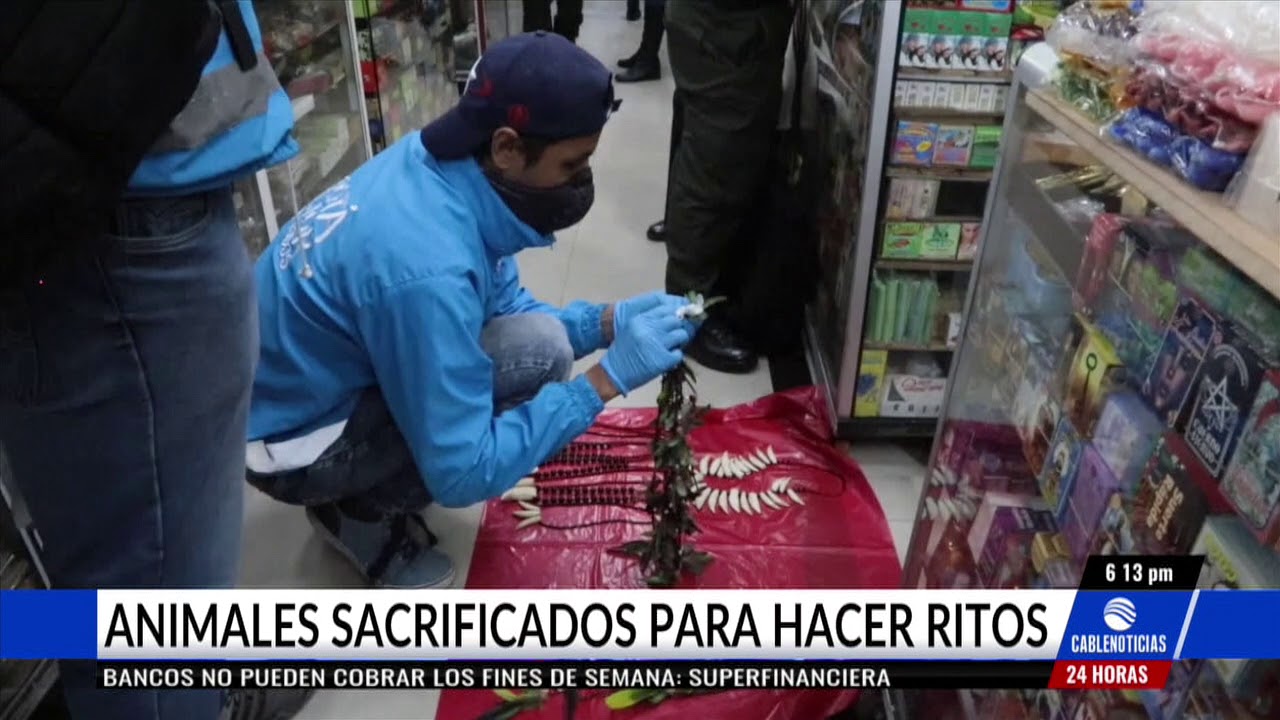 Más de 1.400 animales fueron sacrificados para hacer brujería en Bogotá vivo y85