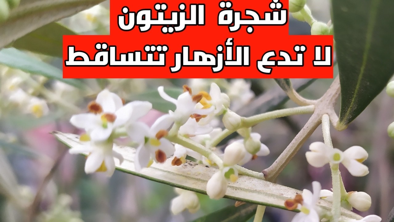 كل ما تحتاج معرفته لجعل شجرة الزيتون تزهر وتثمر بكثافة دون تساقط الأزهار