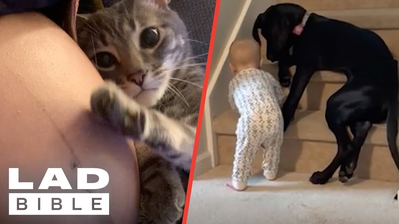 Most Protective Pets 😅 🐶 LADbible YouTube