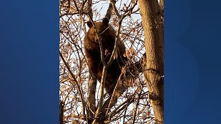 Bear in tree prompts warning to Richfield residents