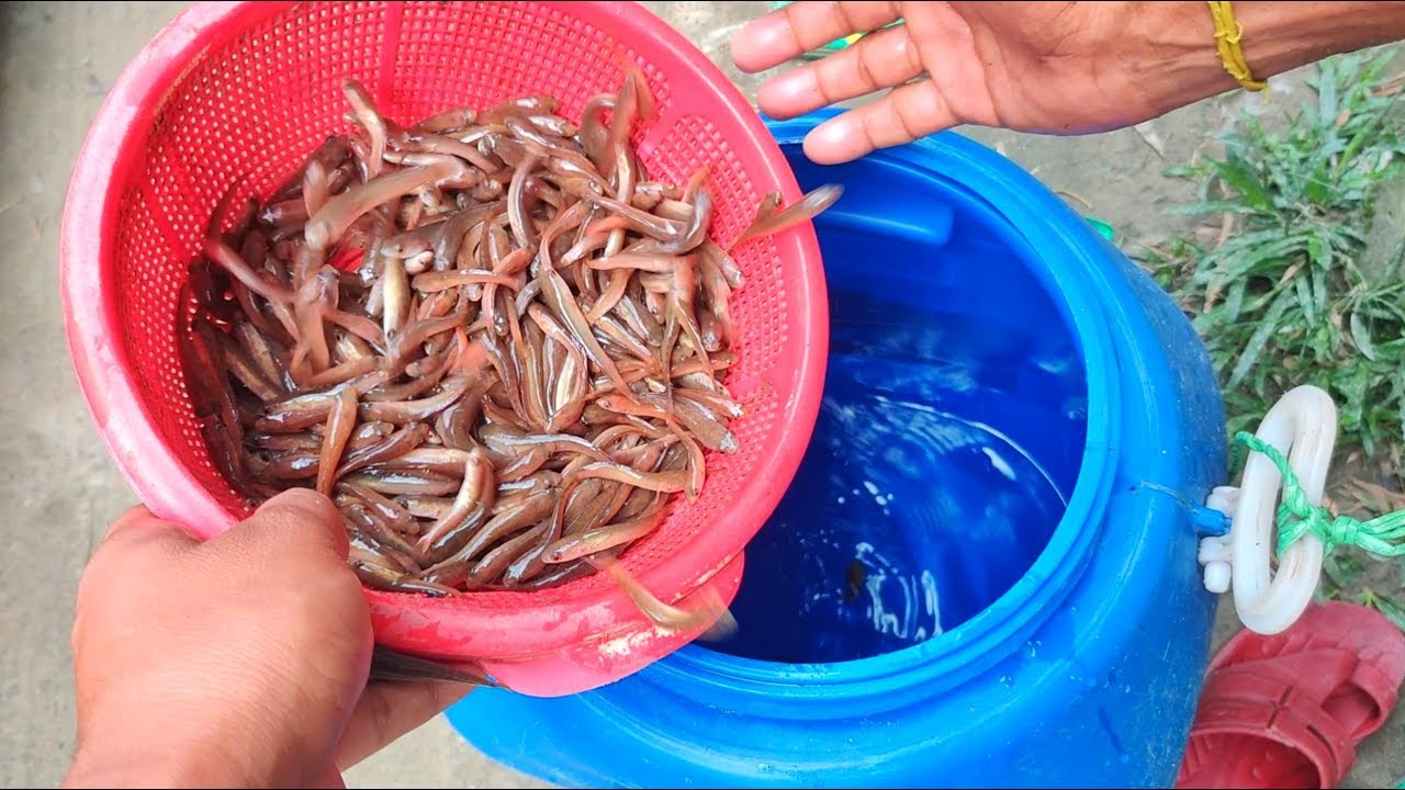 Vietnam Murrel Snakehead Fish Farming YouTube vietnam-murrel-snakehead-fish-farming-youtube