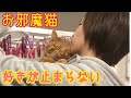 抱っこが好きすぎて洗濯の邪魔をする猫がかわいい!