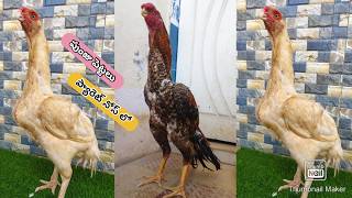 Parrot Beak Long Tail Hens | 7013347447 | Video 2879 | Rythu Market 2