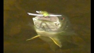 How To Use Poppers Catching Big Smallmouth B