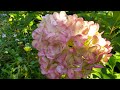 25 августа 2020 г.Карликовая Метельчатая Гортензия Pink&Rose