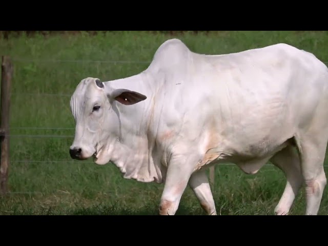 Lote 21   Leilão Trio Bonsucesso   Etapa Doadoras