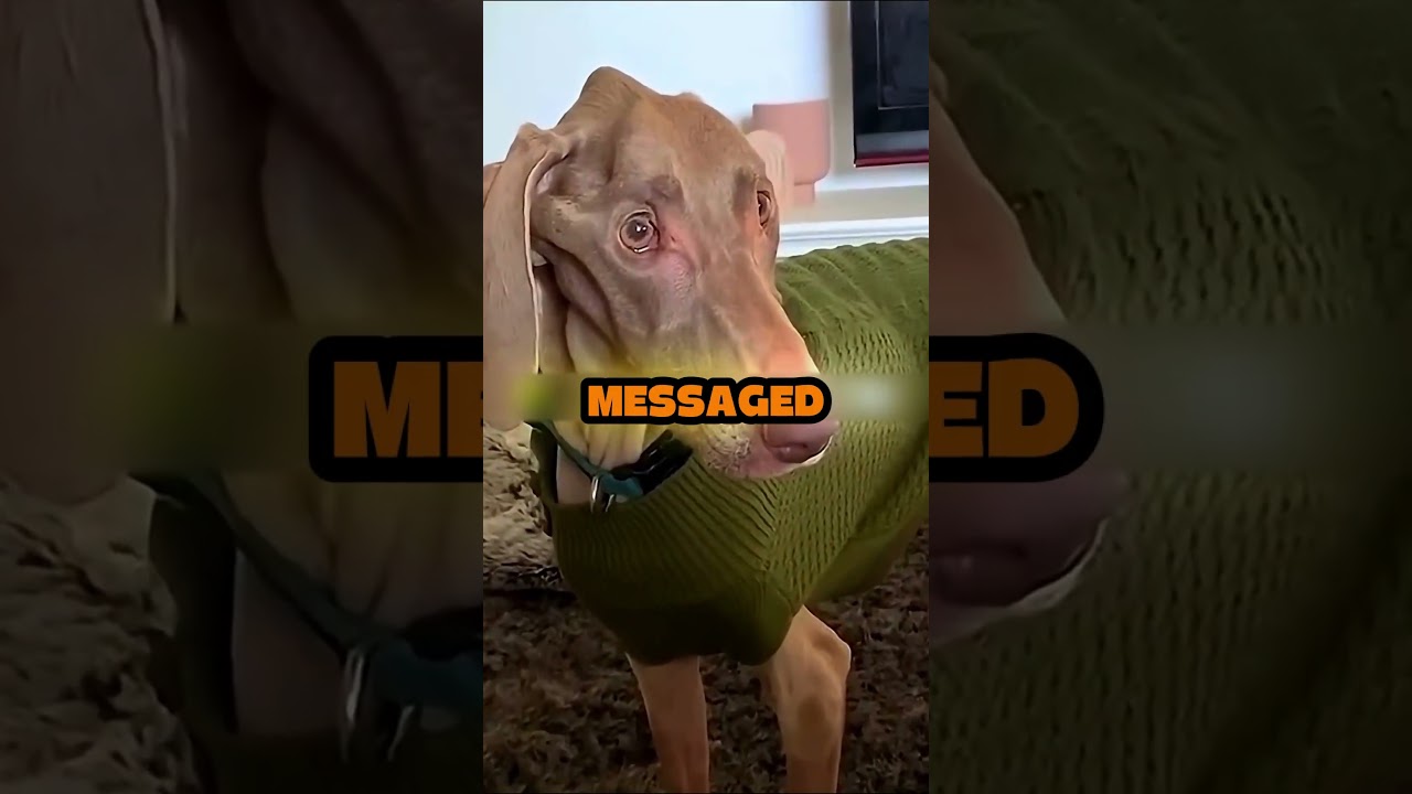 Худая собака😭