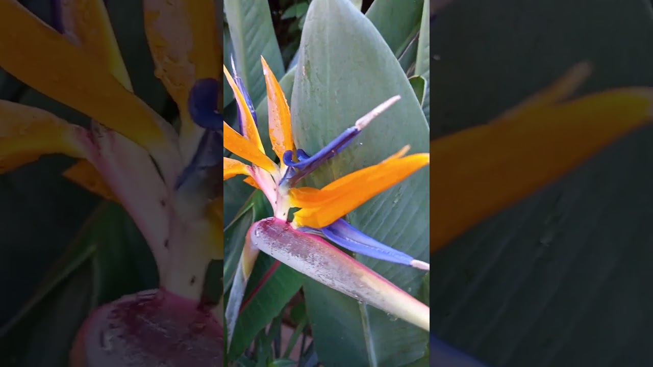 EL MINERD RECONOCE ESTA FLOR  