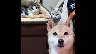 一緒にテレビを見ていたが、結果オモチャで揉めてしまう犬と猫。「今日はワガママする日だもん！」byヤト