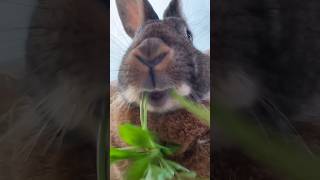 bunnyz eats #shorts #bunny #зайчик #ролик #tiktok #youtubeshorts #viral