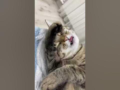 чистюля - YouTube