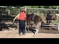 Saddling up and riding an American Mammoth Donkey