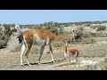 Mother Guanaco Giving Birth In The Wild