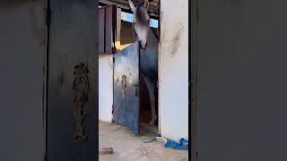 #trythatinasmalltown #memes  #animals #comedy #funny