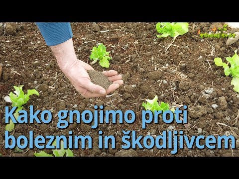 Video: Kako Hraniti Zelje? Kako Pršiti In Zalivati? Katera Gnojila Lahko Uporabimo Za Sadike In Med Rastjo? Zakaj Zelje Slabo Raste?