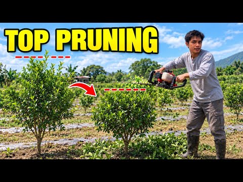 DISKARTE PAANO MAPAGANDA AT YABONG