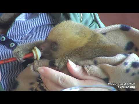 Bottle Feeding a Baby Sloth