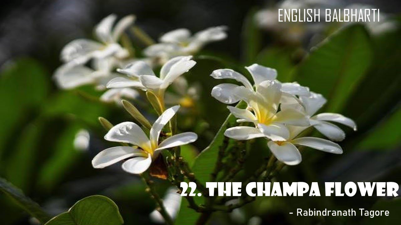 ENGLISH (STD IV) 22 THE CHAMPA FLOWER YouTube