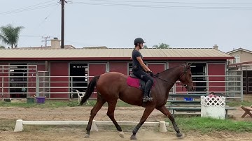 Find your Trot to Walk Transition