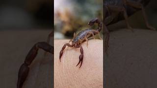 The Southern Devil Scorpion: Dangerous or Misunderstood? #wildlife #scorpion #animal