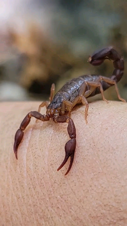 The Southern Devil Scorpion: Dangerous or Misunderstood? #wildlife #scorpion #animal