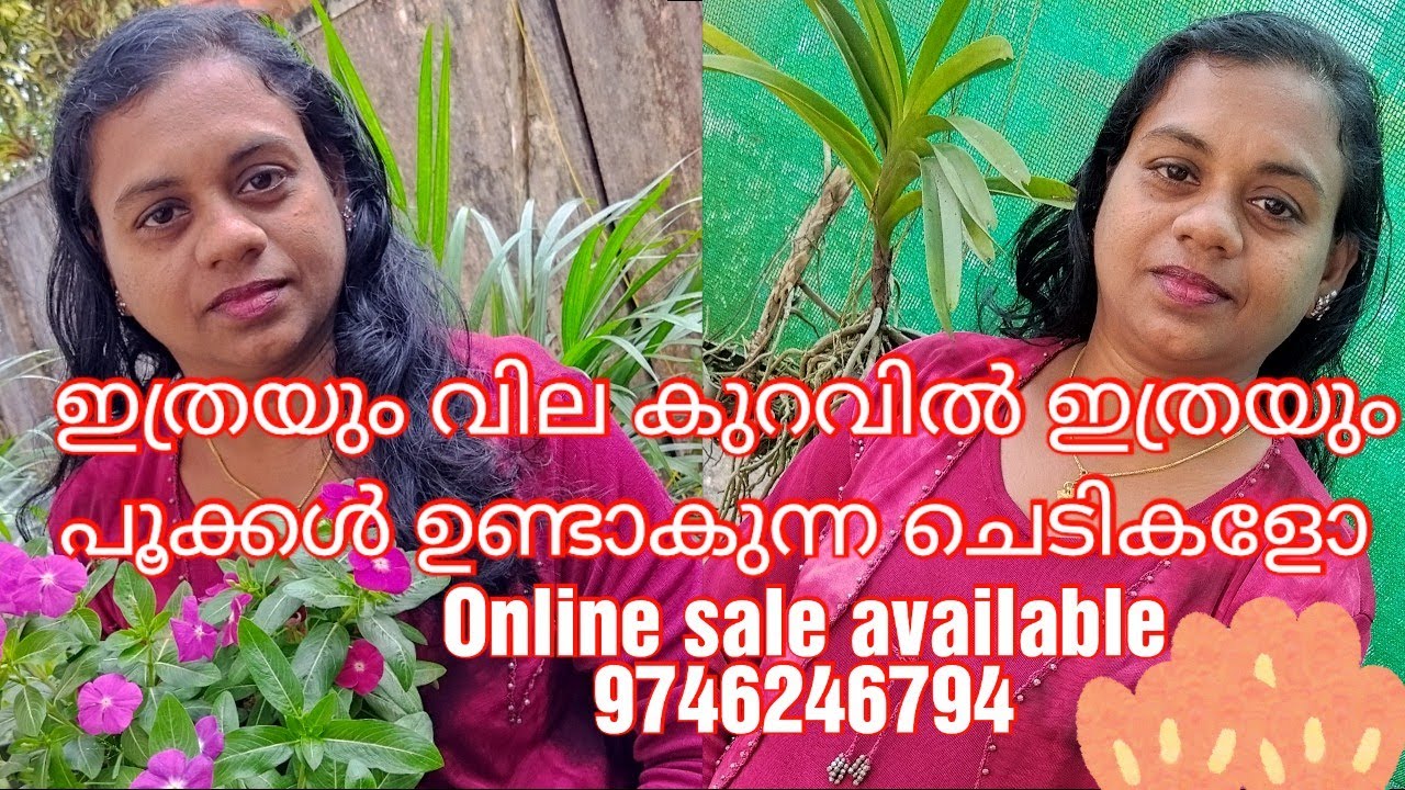 4.4K Views.Big Offer.. plants for Low price.. 