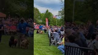 Goat Race Goes Wrong