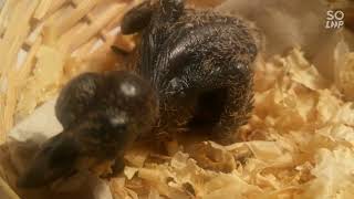 Green Emerald Dove Successful Artificial Incubation By Jawad Sheikh