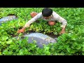 Amazing Fishing | Village Traditional Search & Catching Fishes From Under Beautiful Green Plants