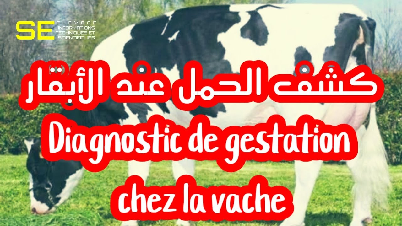 كشف الحمل عند الابقار| Rectal palpation for pregnancy detection in bovine| diagnostic de gestation