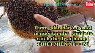 Hướng dẫn bắt ông ruồi về nuôi tại nha | Guide to catch the fly at home |THIẾT MIỀN NÚI - PY