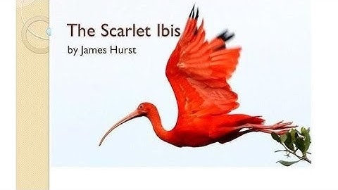 The Scarlet Ibis by James Hurst, text and audio