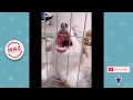 FunnyDogs Funny Cute Animals: Tik Tok Pets #50