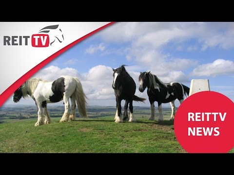 REITTV-News: Rasseportrait Irish