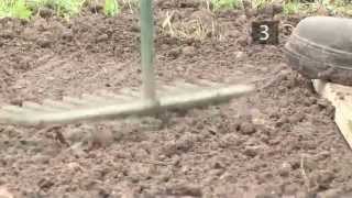 How To Plant Cabbages