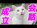 【衝撃】娘だけに沢山お喋りしてくれる庭子猫が可愛すぎました…♡[クウちゃんとジョア]