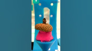 OpenScan Mini - 🍁Acorn Cup natural Specimen #3dscanning  #photogrammetry