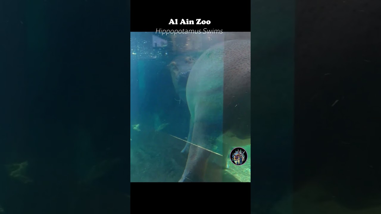 Hippopotamus Swims in Al Ain Zoo