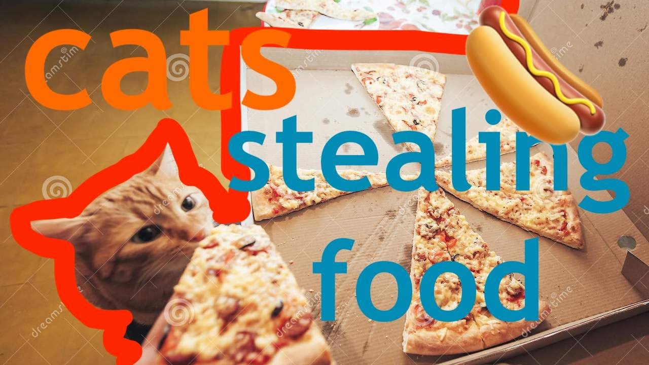CATS STEALING FOOD!! FUNNIEST CAT COMPILATION YouTube