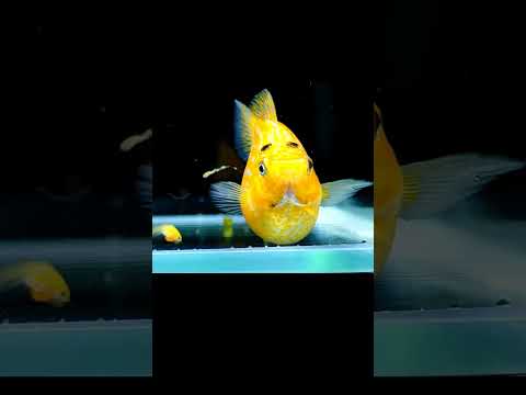 Video: 3 Mga paraan upang Babaan ang Mga Antas ng Ammonia sa isang Fish Aquarium