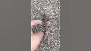 Rắn Mối Giả Chết Khi Bị Phát Hiện Ăn Trộm Cá